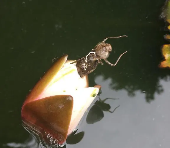 Gasthof Zur Goldenen Sonne