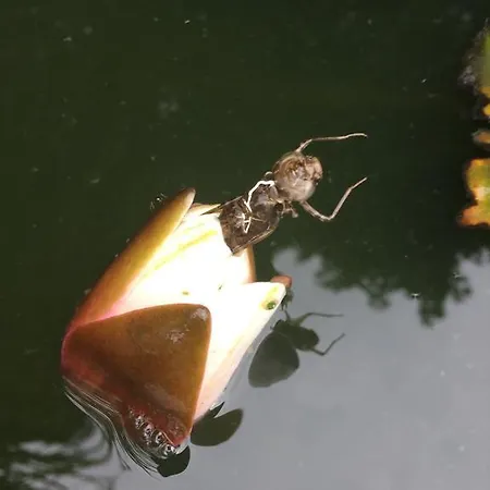 招待所 Zur Goldenen Sonne