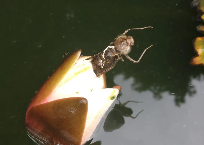 Konukevi Zur Goldenen Sonne Passau